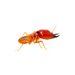 Termite