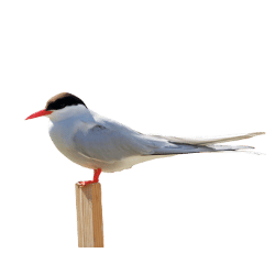 Tern image BG
