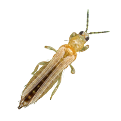 Thrips Image
