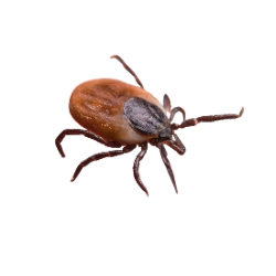 Tick