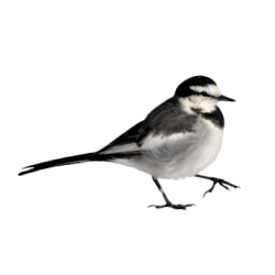 Wagtail Image BG