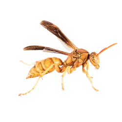 Yellow Wasp image BG
