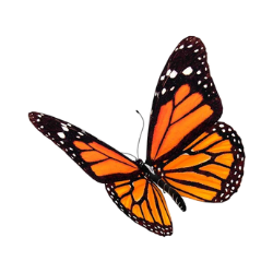 butterfly