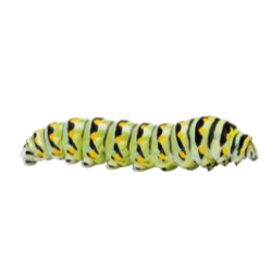 caterpillar