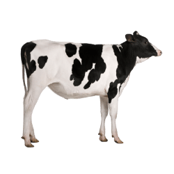 cow image BG