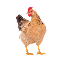 hen