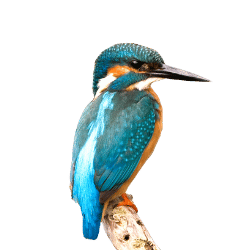 kingfisher Image BG