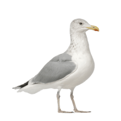 seagull Image BG