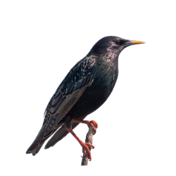 starling Image BG