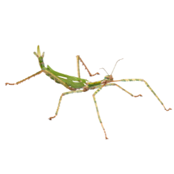 Stick Insect
