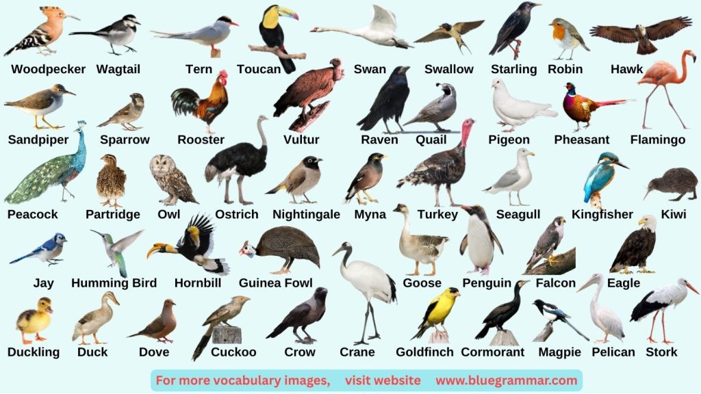 Bird Names in English with Images