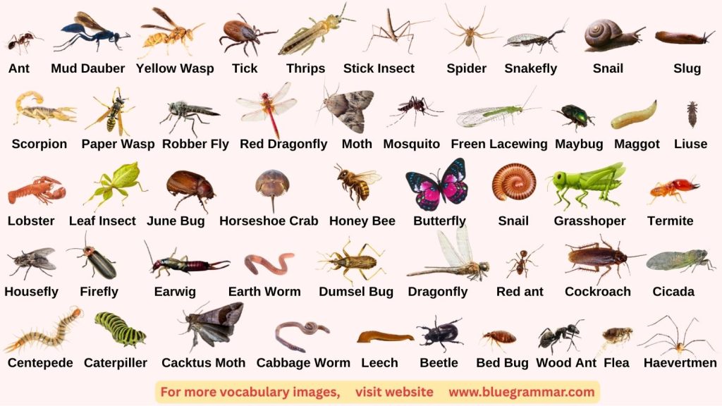 Insect Names in English with Images