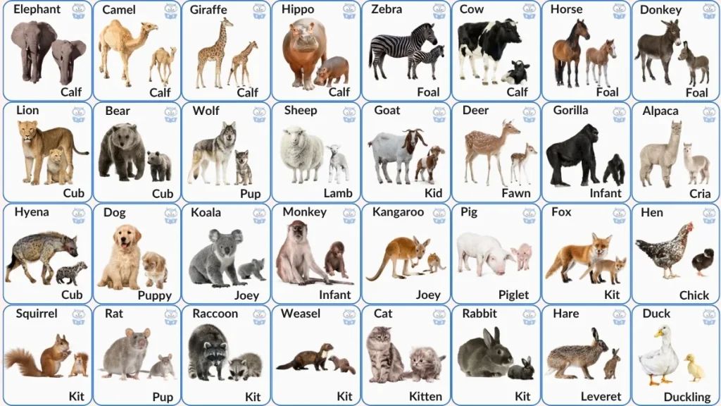 Animals and Their Baby Names in English – List of Baby Animal Names with images