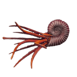 Ammonite