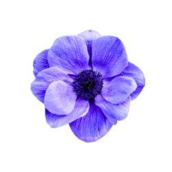 Anemone