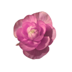 Begonia