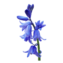 Bluebell
