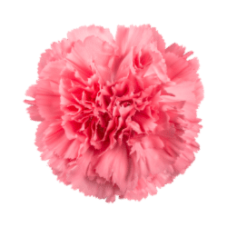 Carnation