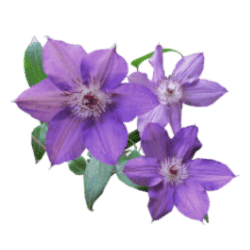 Clematis