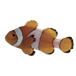 Clownfish