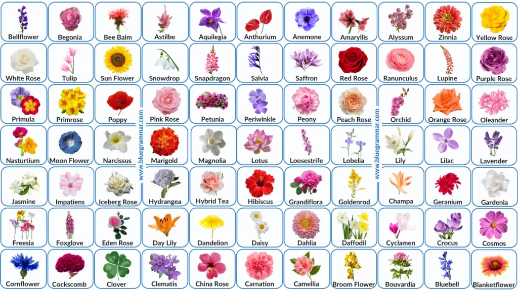 Common Flower Names in English with Images