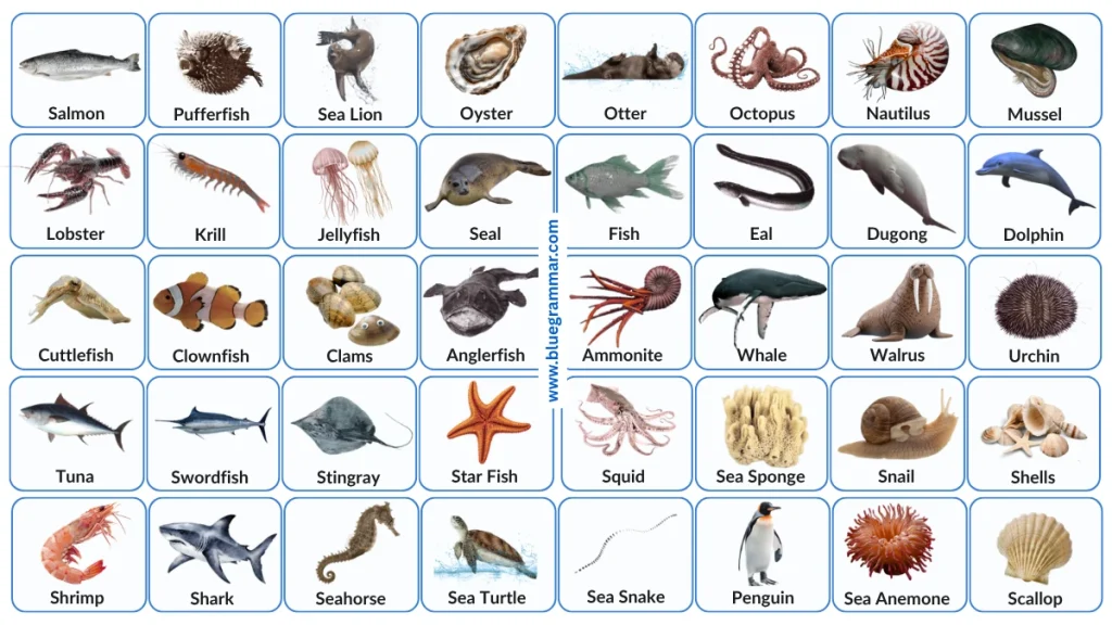 Common Sea Animal Names in English with Images