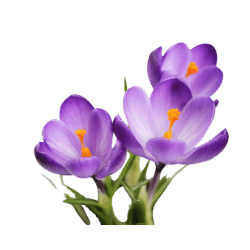 Crocus