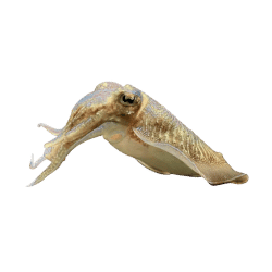 Cuttlefish