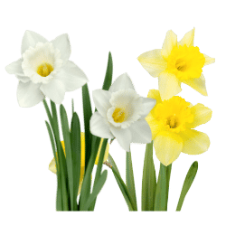 Daffodil