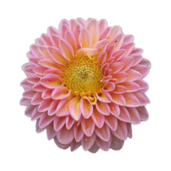 Dahlia