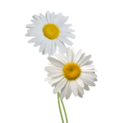 Daisy