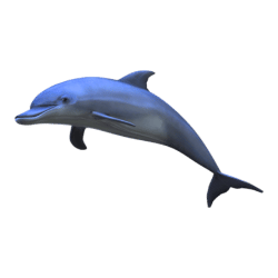 Dolphin