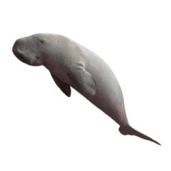 Dugong