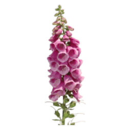 Foxglove