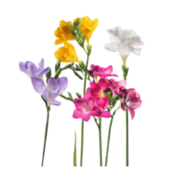 Freesia