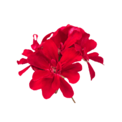 Geranium