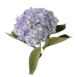 Hydrangea