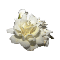 Iceberg Rose