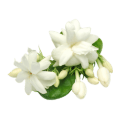 Jasmine