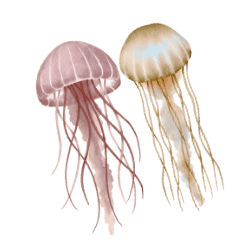 Jellyfish