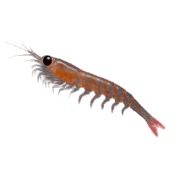 Krill