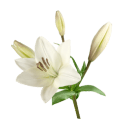 Lily