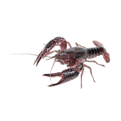 Lobster