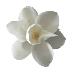 Magnolia