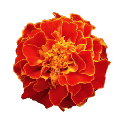 Marigold