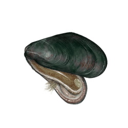 Mussel