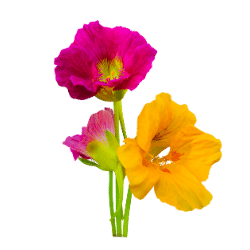 Nasturtium