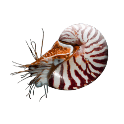 Nautilus