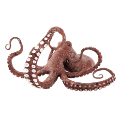 Octopus