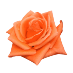 Orange Rose